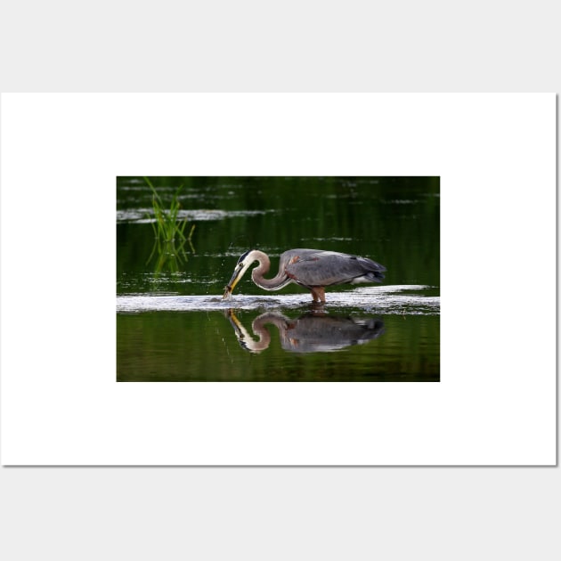 Great Blue Heron catches fish Wall Art by Jim Cumming